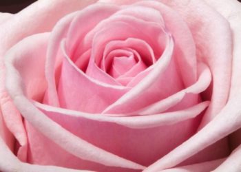 Edito-poème: OSE. Par Mansour M’henni