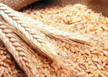 الثقب الأبيض: موسم القوارص! بقلم النوري قرفال