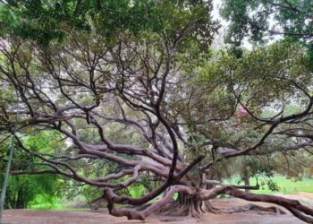 الثقب الأبيض: خواطر ربيعية. بقلم النوري قرفال