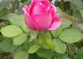 الثقب الأبيض: ختامها ورد ! بقلم النوري قرفال