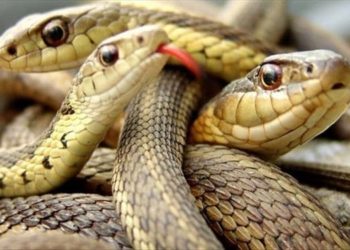 الرباعيّة الأفاعيّة – شعر : منصف المزغنّي