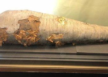 رأي: المومياء السياسية في تونس . بقلم د :نورالدين الحاج محمود