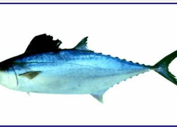 الثقب الأبيض: انت ت”قلقط” ؟ بقلم سامي مهني