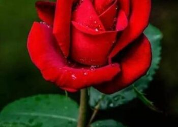 Poème: CE N’EST PAS LA ROSE DE BLIDA. De Fatima Maaouia