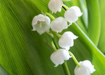 Chronique : Ce triste mai ! Par Mansour M’henni